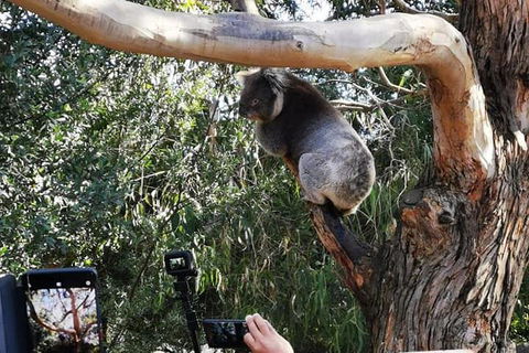 Small-Group Great Ocean Road Day Trip From Melbourne - Northern Rivers Accommodation 0