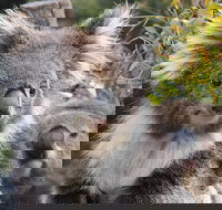 Kuranda Koala Gardens and Birdworld Admission Tickets - Northern Rivers Accommodation