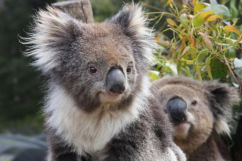 Kuranda Koala Gardens And Birdworld Admission Tickets - Northern Rivers Accommodation 0