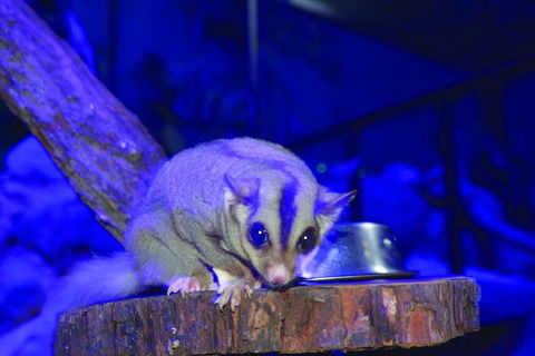 Kuranda Koala Gardens And Birdworld Admission Tickets - Northern Rivers Accommodation 1