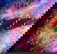 Cairns Aquarium by Twilight with 3-Course Dinner - Northern Rivers Accommodation