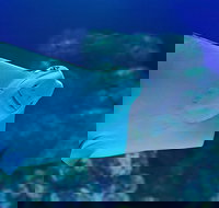 Cairns Aquarium Family Ticket - Northern Rivers Accommodation