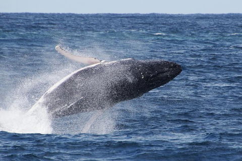 Whale Watching By Sea World Cruises - Northern Rivers Accommodation 0