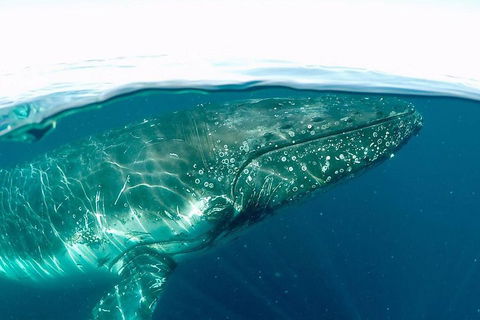 Whale Watching By Sea World Cruises - Northern Rivers Accommodation 2