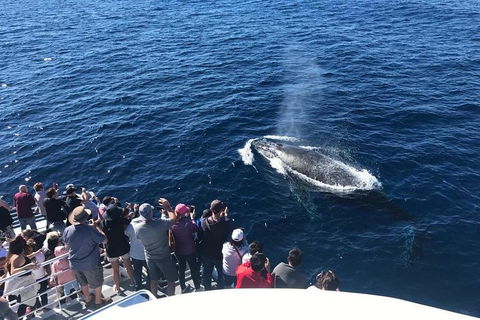 Whale Watching By Sea World Cruises - Northern Rivers Accommodation 5
