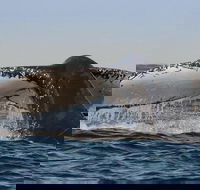 Sydney Whale-Watching Cruise Including Lunch or Breakfast - Northern Rivers Accommodation