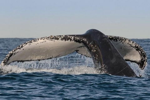 Sydney Whale-Watching Cruise Including Lunch Or Breakfast - Northern Rivers Accommodation 0