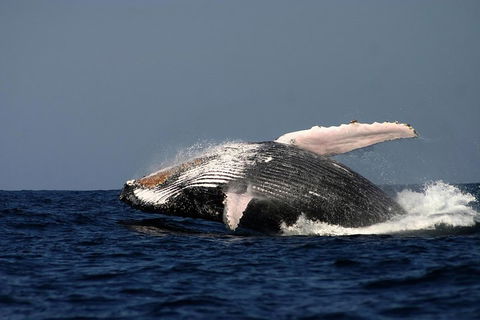 Sydney Whale-Watching Cruise Including Lunch Or Breakfast - Northern Rivers Accommodation 1