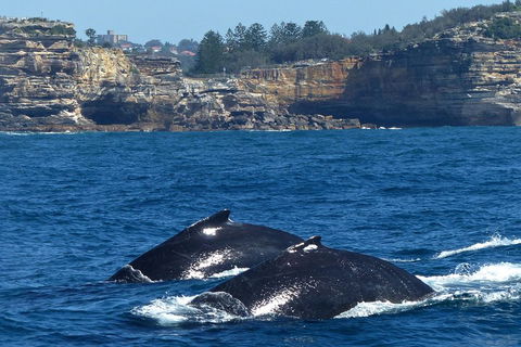 Sydney Whale-Watching Cruise Including Lunch Or Breakfast - Northern Rivers Accommodation 2