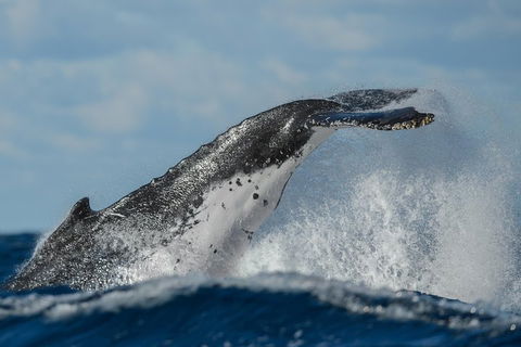 Sydney Whale-Watching Cruise Including Lunch Or Breakfast - Northern Rivers Accommodation 4