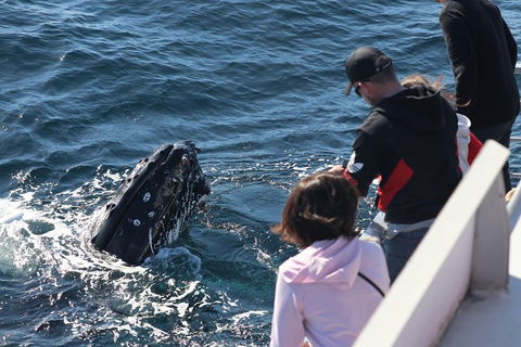 Sydney Whale-Watching Cruise Including Lunch Or Breakfast - Northern Rivers Accommodation 5