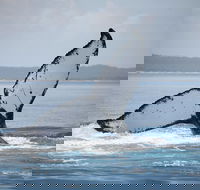 Hervey Bay Whale Watching Cruise - Northern Rivers Accommodation