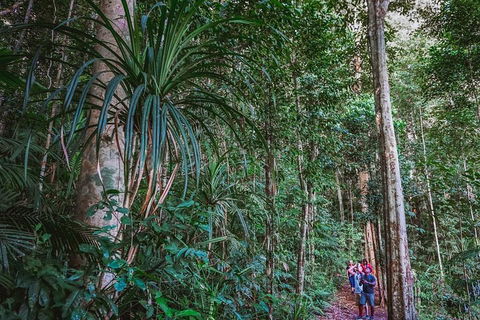 Atherton Tablelands Rain Forest By Night From Cairns - Northern Rivers Accommodation 0