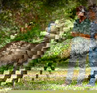 Great Ocean Road 2 Day Highlights Tour and sunset 12 Apostles - Northern Rivers Accommodation