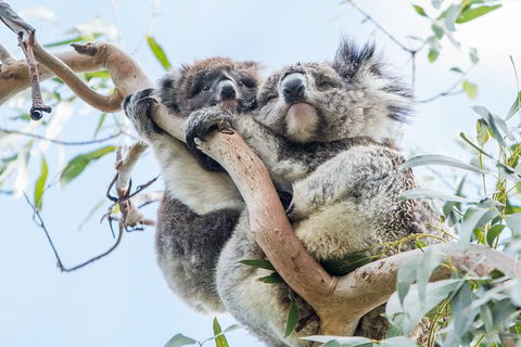 Great Ocean Road And 12 Apostles Day Trip From Melbourne - Northern Rivers Accommodation 1