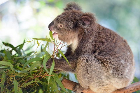 Blue Mountains Private Tour With Kangaroos & Koala Encounter - Northern Rivers Accommodation 0