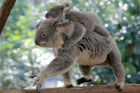Lone Pine Koala Sanctuary Admission With Brisbane River Cruise - Northern Rivers Accommodation 0