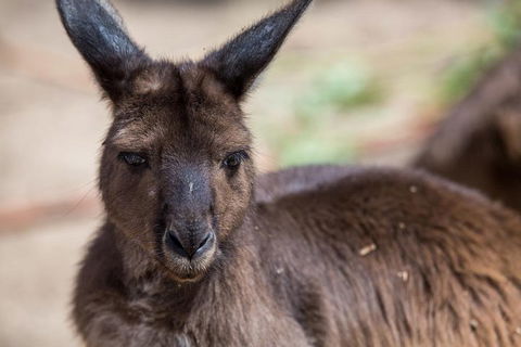 Australian Wildlife Tour At Melbourne Zoo Ticket - Northern Rivers Accommodation 0
