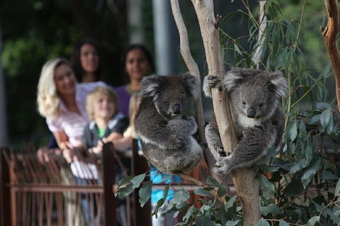 Australian Wildlife Tour At Melbourne Zoo Ticket - Northern Rivers Accommodation 2