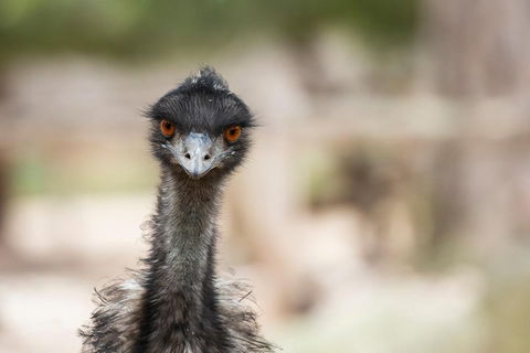 Australian Wildlife Tour At Melbourne Zoo Ticket - Northern Rivers Accommodation 3