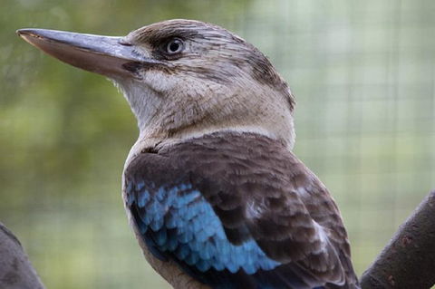 Australian Wildlife Tour At Melbourne Zoo Ticket - Northern Rivers Accommodation 4