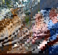 African Cat Encounter at Werribee Open Range Zoo - Northern Rivers Accommodation