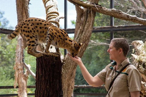 African Cat Encounter At Werribee Open Range Zoo - Northern Rivers Accommodation 2
