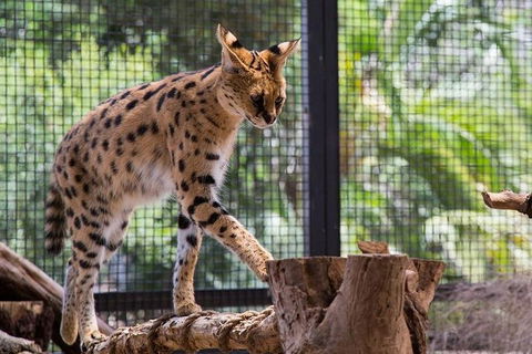 African Cat Encounter At Werribee Open Range Zoo - Northern Rivers Accommodation 3