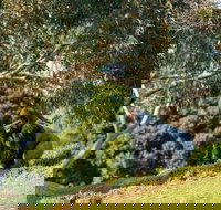 Early Morning Savannah Experience - Northern Rivers Accommodation