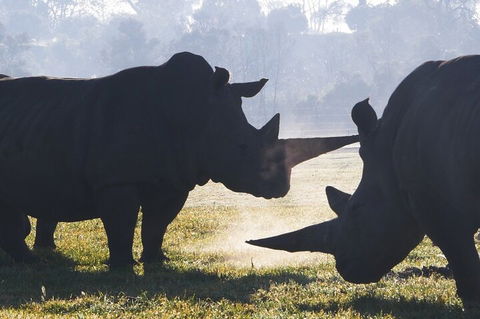 Early Morning Savannah Experience - Northern Rivers Accommodation 1