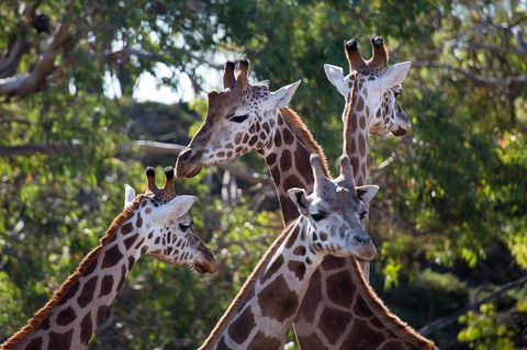 Werribee Open Range Zoo General Admission Ticket - Northern Rivers Accommodation 0