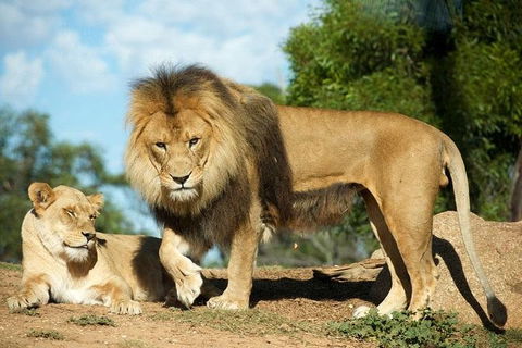 Werribee Open Range Zoo General Admission Ticket - Northern Rivers Accommodation 1