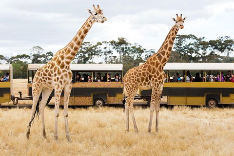 Werribee Open Range Zoo General Admission Ticket - Northern Rivers Accommodation 2