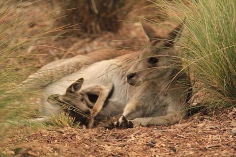 Werribee Open Range Zoo General Admission Ticket - Northern Rivers Accommodation 3
