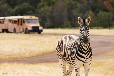 Werribee Open Range Zoo General Admission Ticket - Northern Rivers Accommodation 5