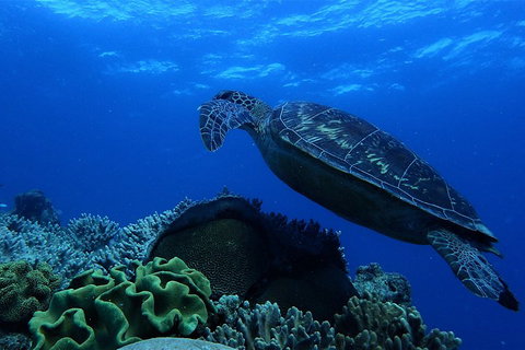 3 Day Whitsundays Sailing And Diving Adventure: Kiana - Northern Rivers Accommodation 2