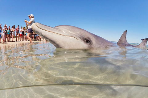 7-Day Exmouth Explorer Via Pinnacles Monkey Mia Ningaloo Reef Returning To Perth - Northern Rivers Accommodation 1