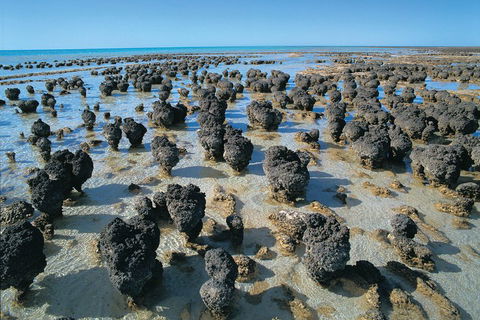 7-Day Exmouth Explorer Via Pinnacles Monkey Mia Ningaloo Reef Returning To Perth - Northern Rivers Accommodation 3