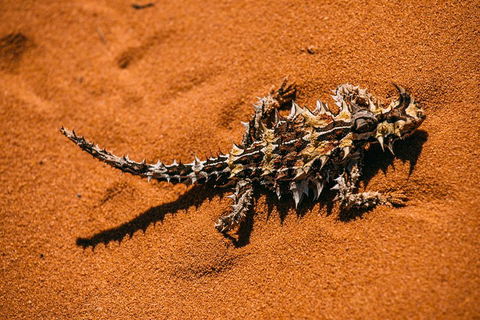 4-Day Coastal Loop Via Monkey Mia Wild Dolphins Kalbarri Pinnacles Perth Return - Northern Rivers Accommodation 5