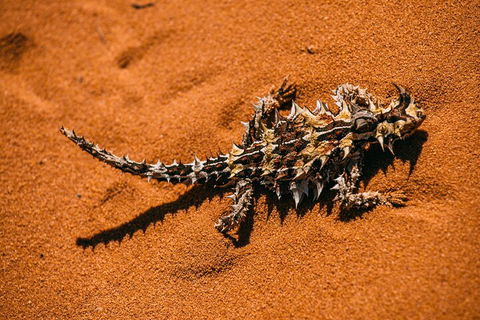Pinnacles Sunset Dinner And Stargazing Experience A Small Group Tour - Northern Rivers Accommodation 5