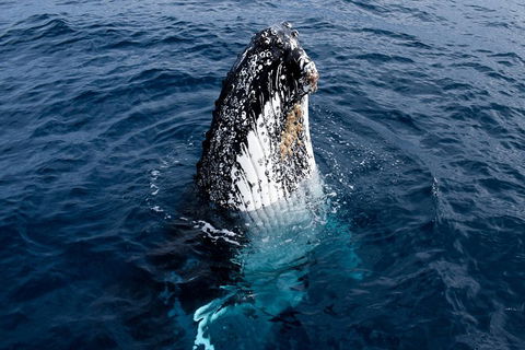 Phillip Island Whale Watching Tour - Northern Rivers Accommodation 0