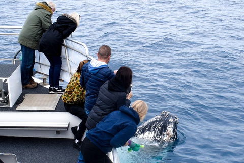 Phillip Island Whale Watching Tour - Northern Rivers Accommodation 1