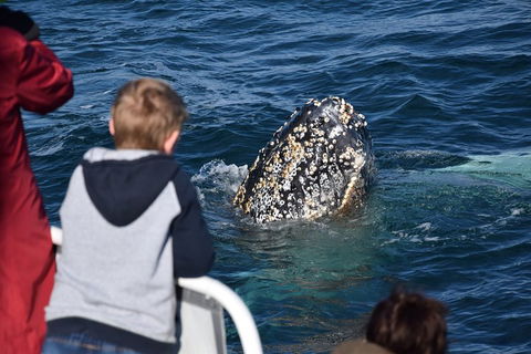 Phillip Island Whale Watching Tour - Northern Rivers Accommodation 2