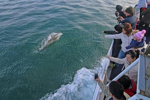 Phillip Island Whale Watching Tour - Northern Rivers Accommodation 5