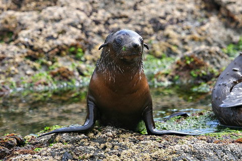 Phillip Island Seal-Watching Cruise - Northern Rivers Accommodation 0