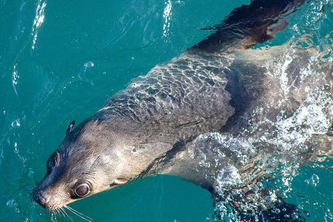 Phillip Island Seal-Watching Cruise - Northern Rivers Accommodation 3