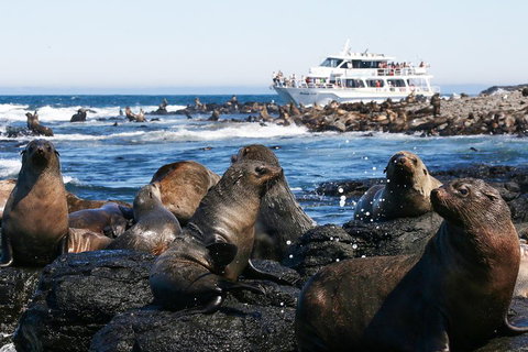 Phillip Island Seal-Watching Cruise - Northern Rivers Accommodation 5