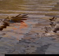 Litchfield and Jumping Crocodiles Full Day Trip from Darwin - Northern Rivers Accommodation