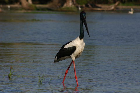 Litchfield And Jumping Crocodiles Full Day Trip From Darwin - Northern Rivers Accommodation 1
