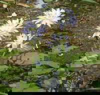 Yellow Water Cruise - Kakadu - Northern Rivers Accommodation